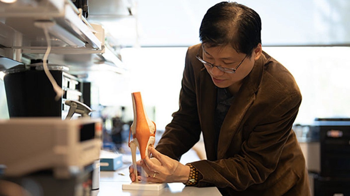 person working with joint model