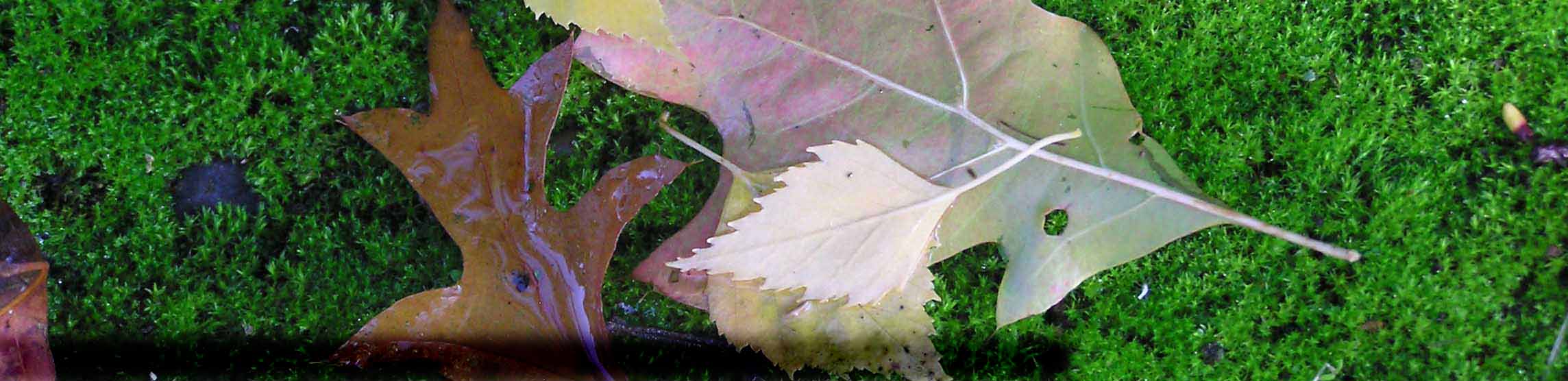 Oregon Fall moss, leaves-Trudy Cameron