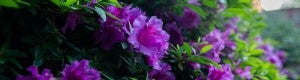 Purple rhododendron flowers