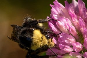 Bee on a flower gathering pollen