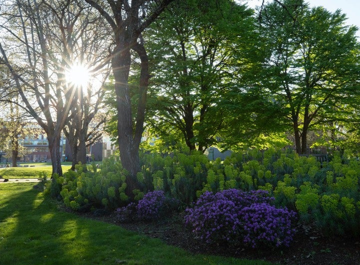 Greenery on Campus