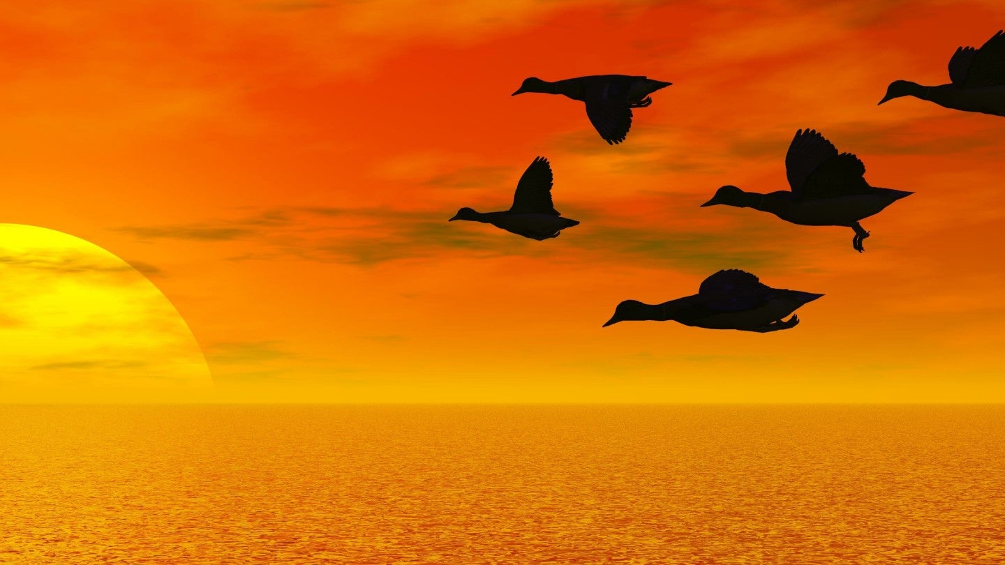 Ducks flying sunrise