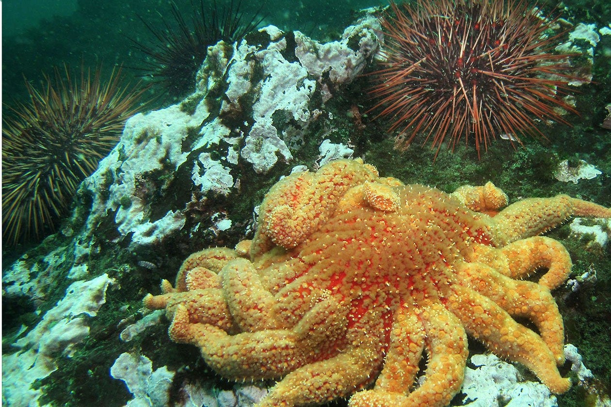 Sunflower sea star approaching an urchin on the ocean floor