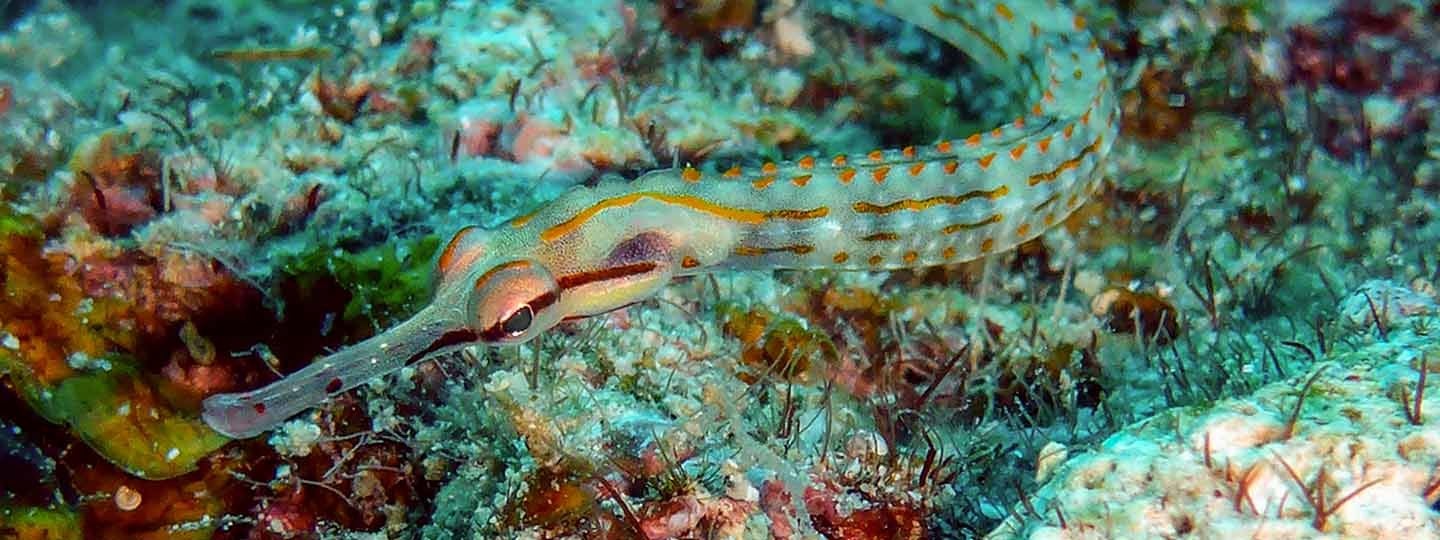 Pipefish swimming in the ocean