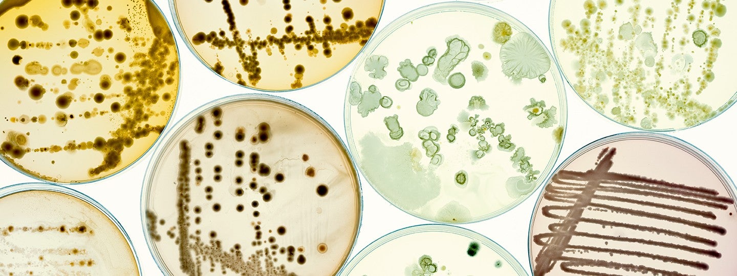 Fungi molecules