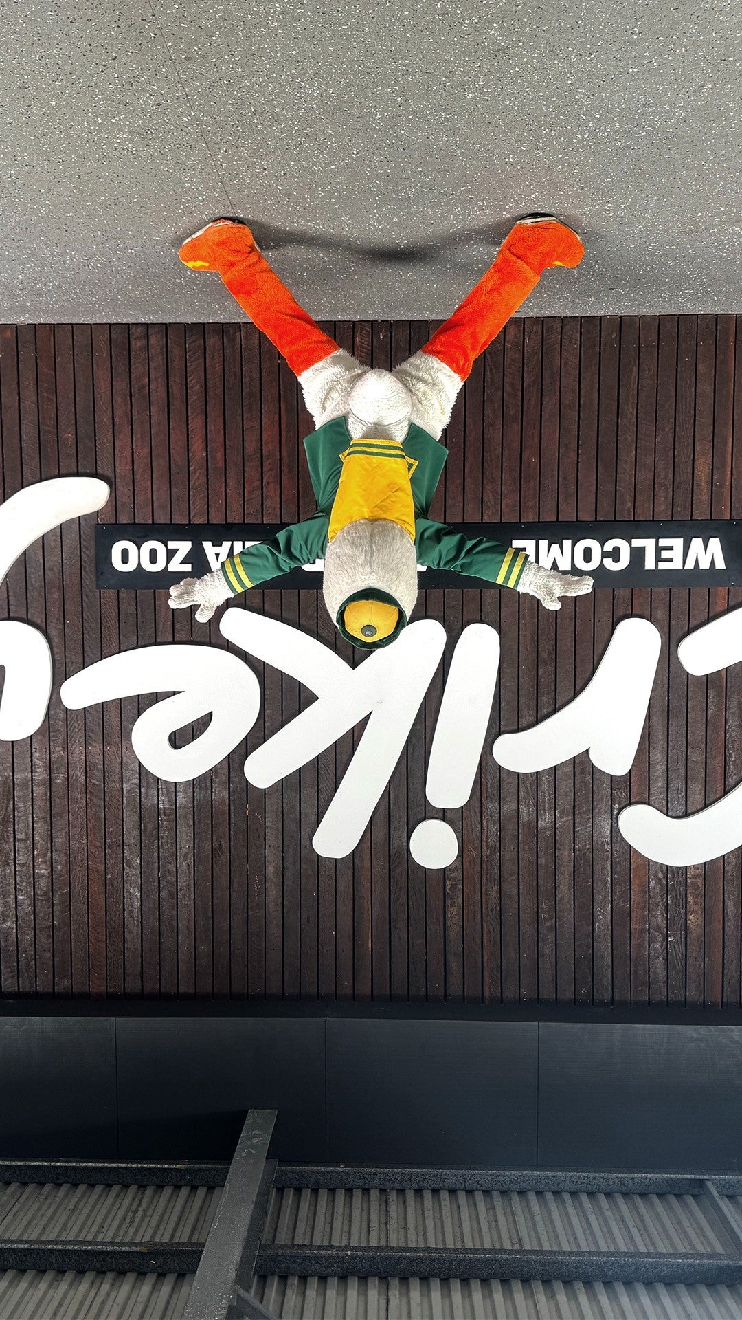 Upside down photo of the Oregon Duck standing in front of the Australia Zoo welcome sign that says "Crikey" in large letters