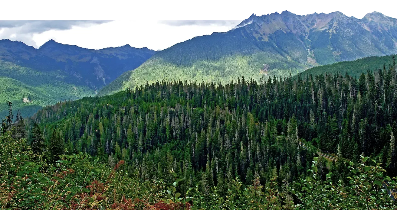 a mountain range with abundant trees