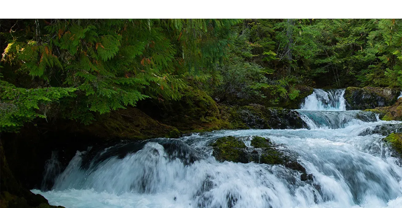a stream in a forest