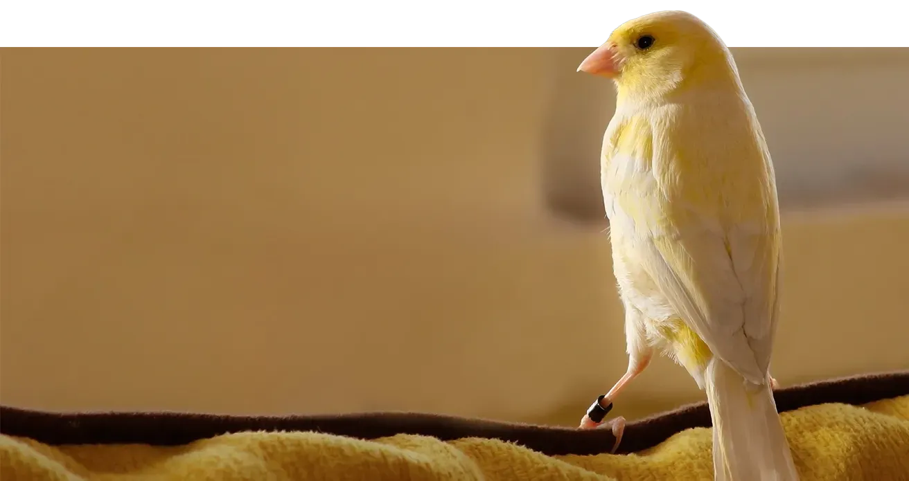 a banded yellow songbird perching