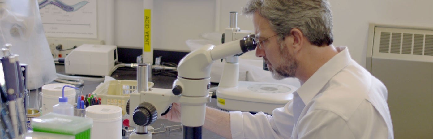Patrick Phillips looking into a microscope in the lab Patrick Phillips looking into a microscope in the lab
