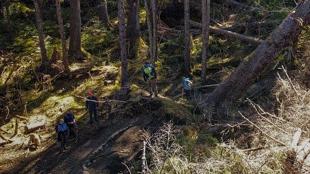 Five UO researchers in a forest between trees