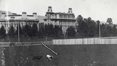 Two cows graze on Kincaid field in 1905/1906 with University and Villard Halls in the background