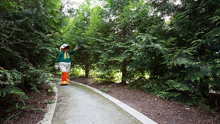 The Duck walking down a path through trees