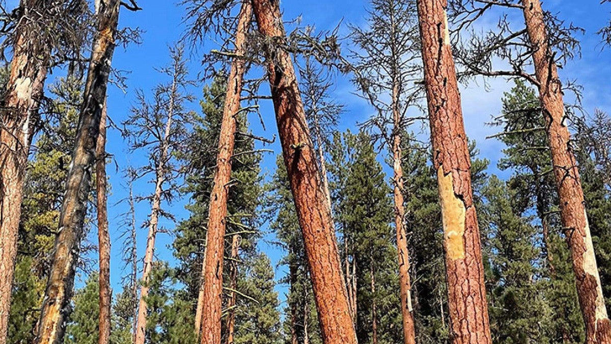 A group of dying old growth trees in a forest