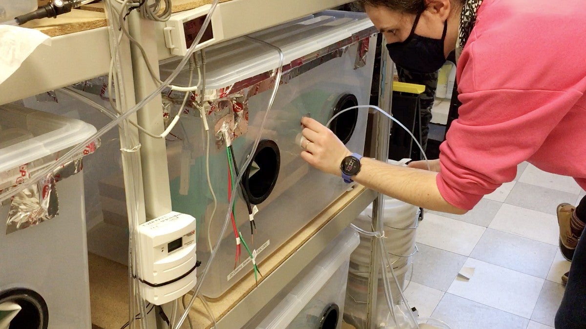 Researcher attaching tube to box that tests the effects of moisture on timber
