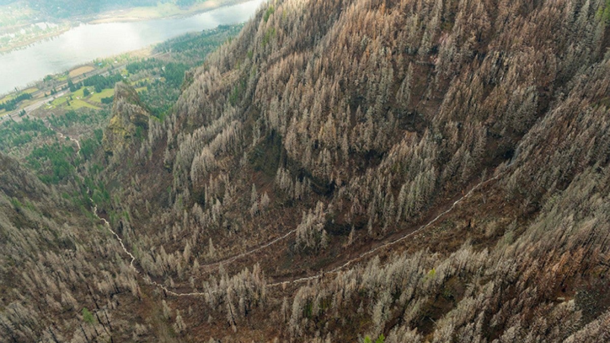 Debris slide area in the Leavens Creek watershed