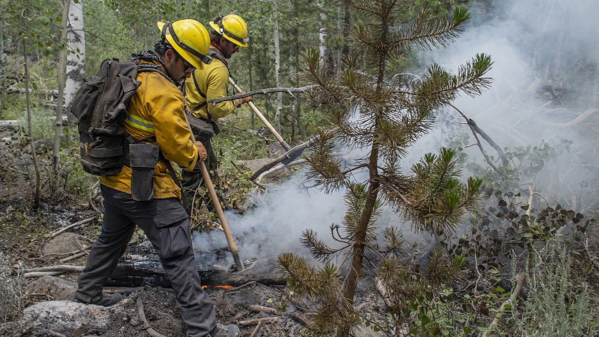 Two firefighters putting out a fire on a tree in the forest