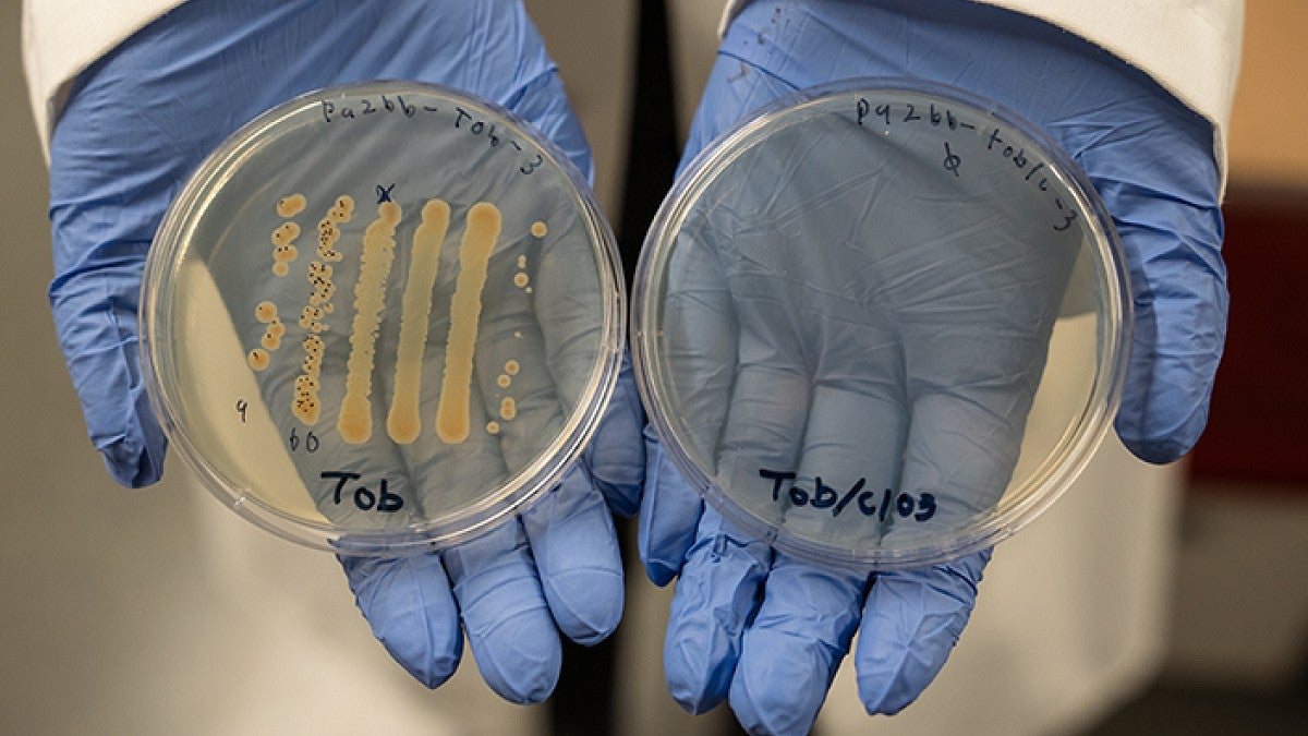 Lab worker holding two petri dishes with materials in them
