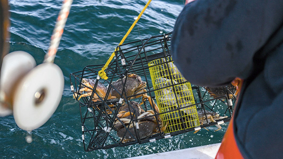 crabs in a trap are pulled from the ocean