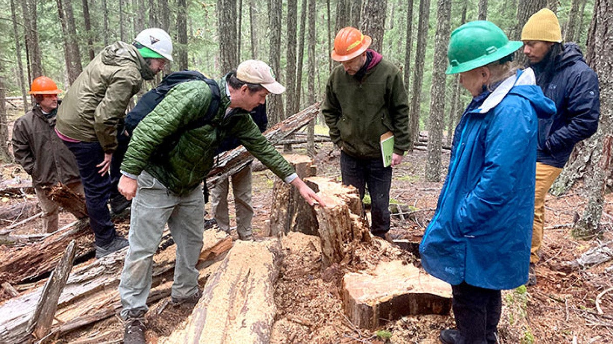 people in a forest examining fire scars embedded in tree rings