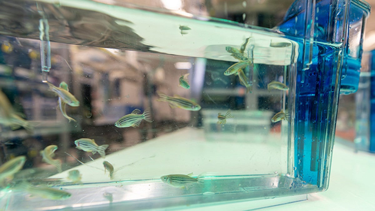 zebrafish swimming in a tank in a lab