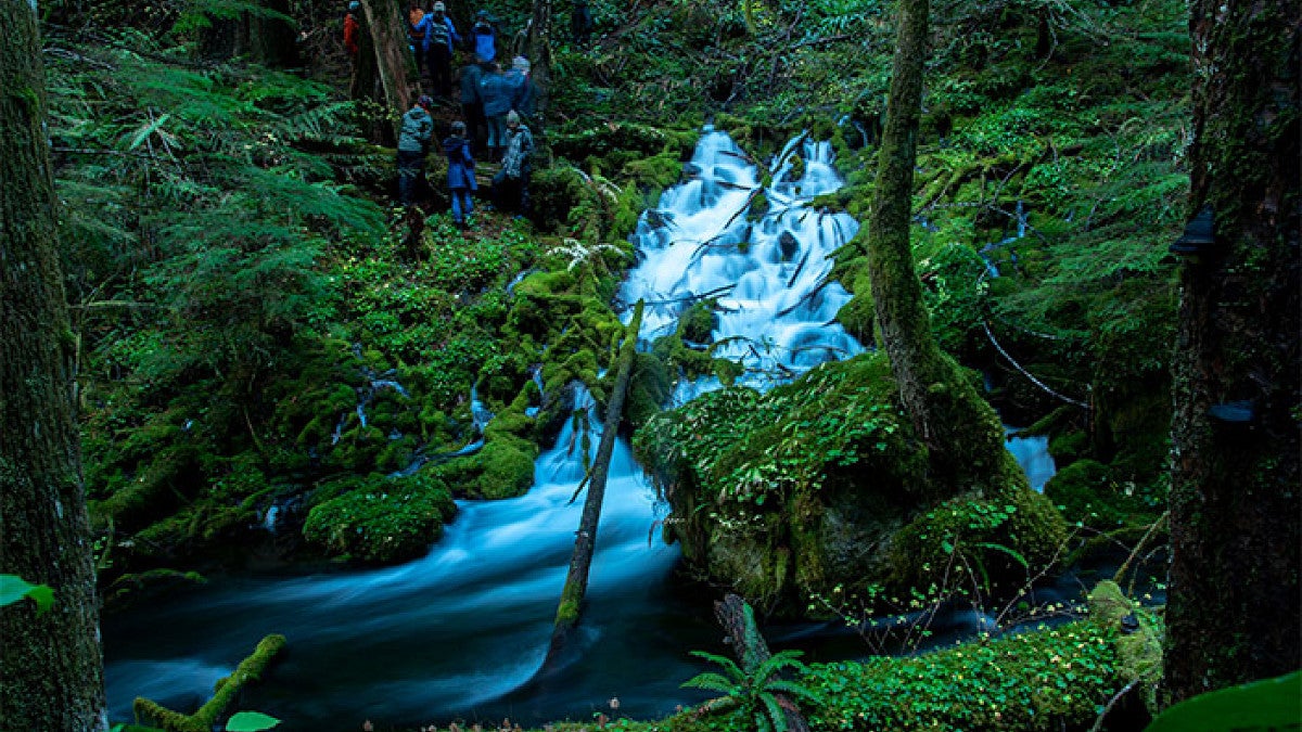  a large-volume spring in a lush forest in the McKenzie River watershed
