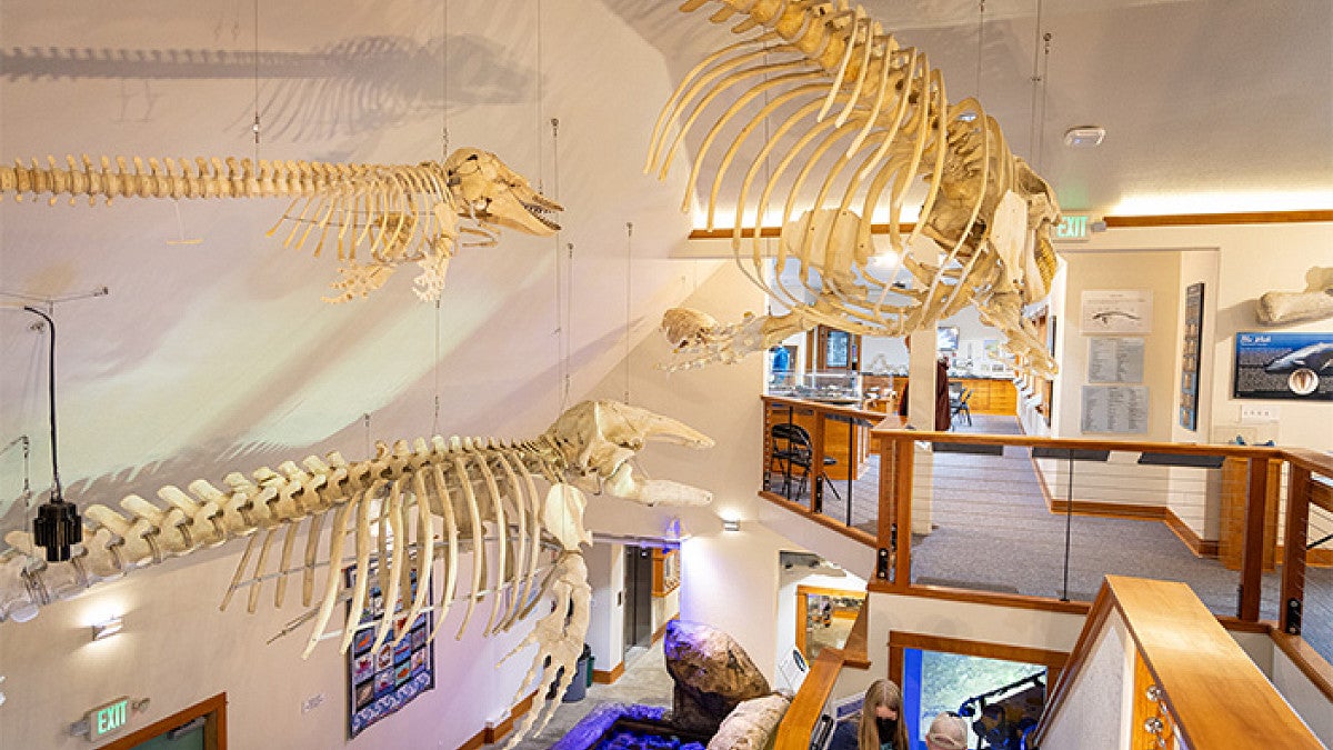 Charleston Marine Life Center entryway featuring suspended marine animal skeletons