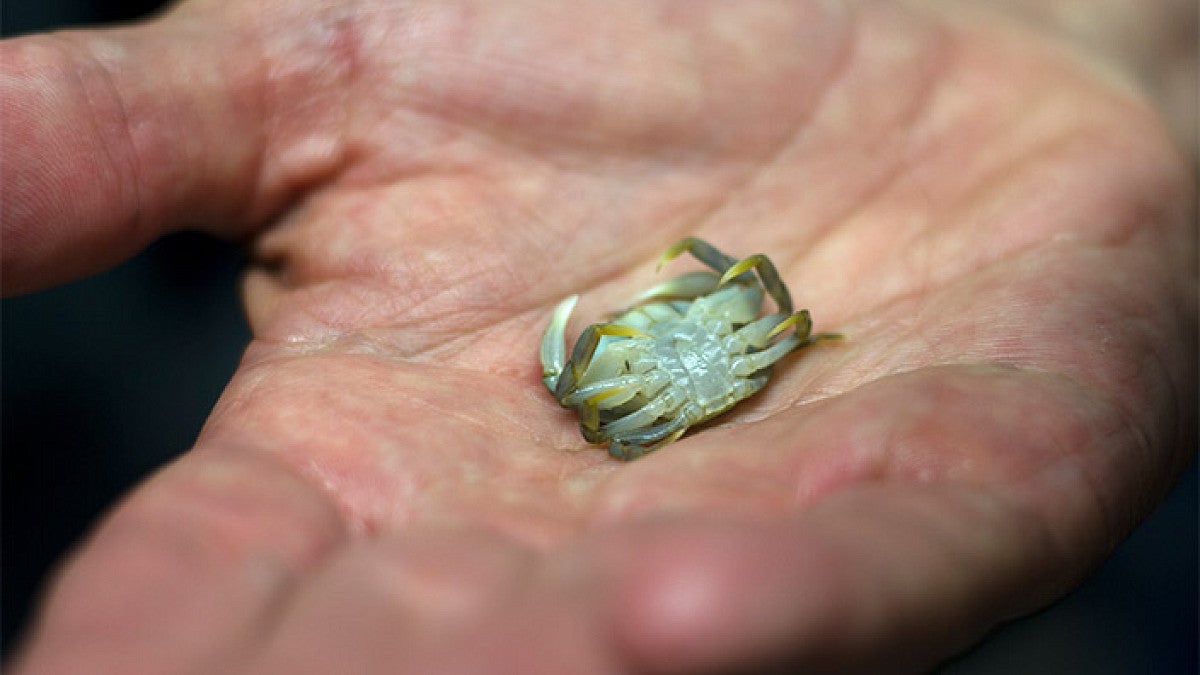 a small crab in a person's hand