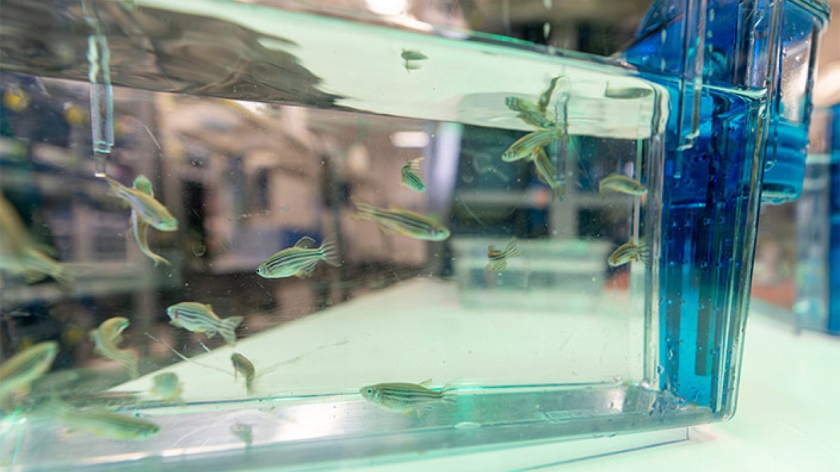 zebrafish swimming in a tank in a lab