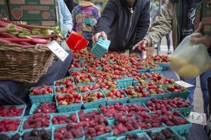 Strawberries at the Saturday Market in Eugene, Oregon
