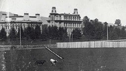 Two cows graze on Kincaid field in 1905/1906 with University and Villard Halls in the background