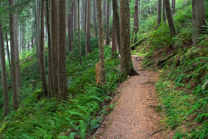 A path through the woods